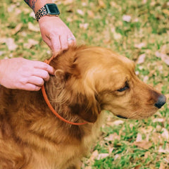 Flea & Tick Collar for Dogs